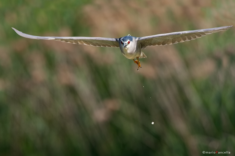 Nitticora in volo....e....!!!!!!!!!!